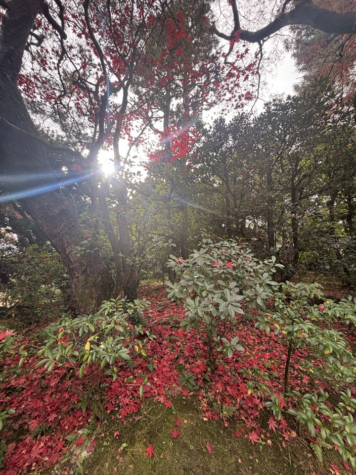 アップロード画像