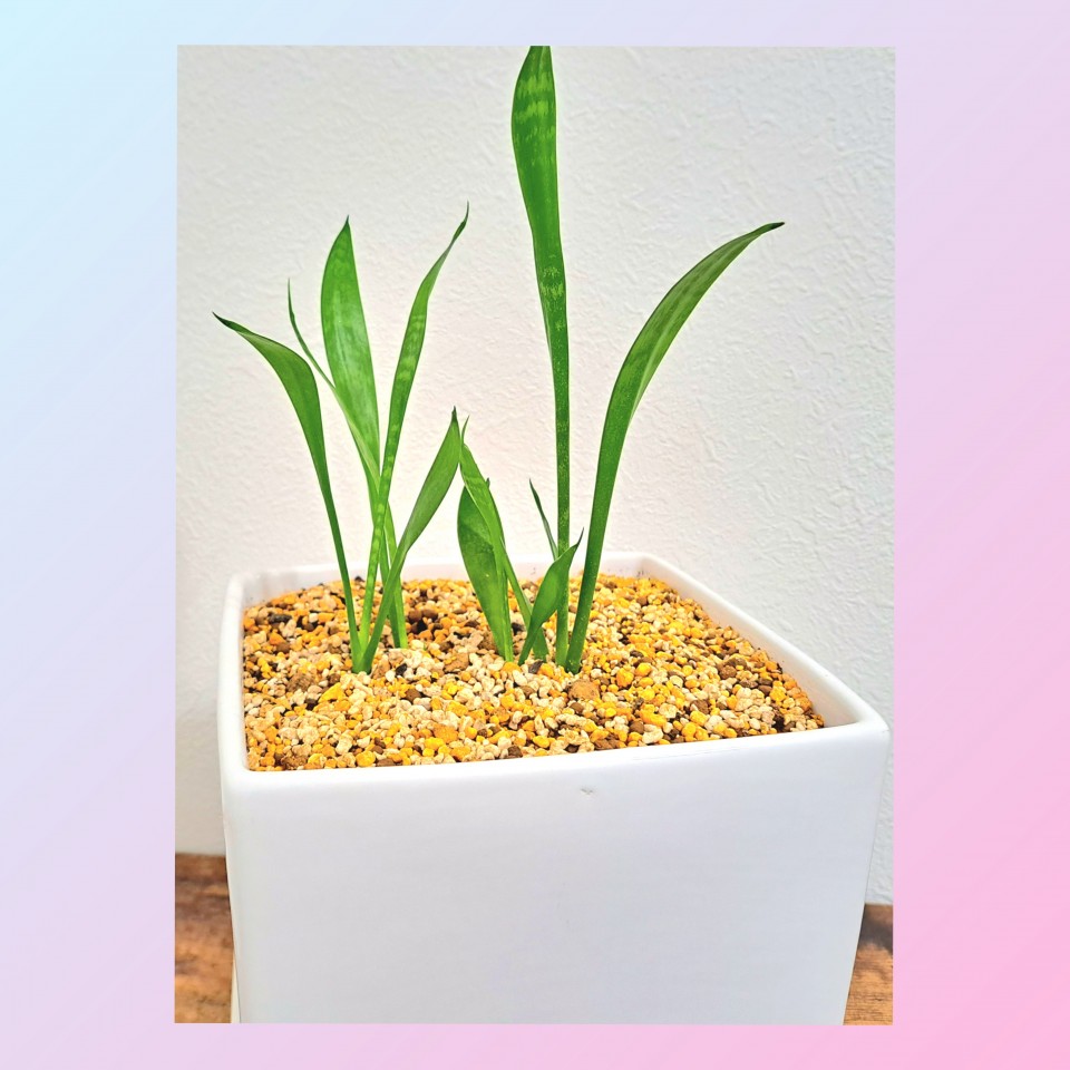 アップロード画像